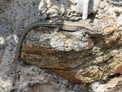 Podarcis muralis