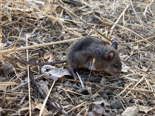iNaturalist observation photo of North American Mice and Rats