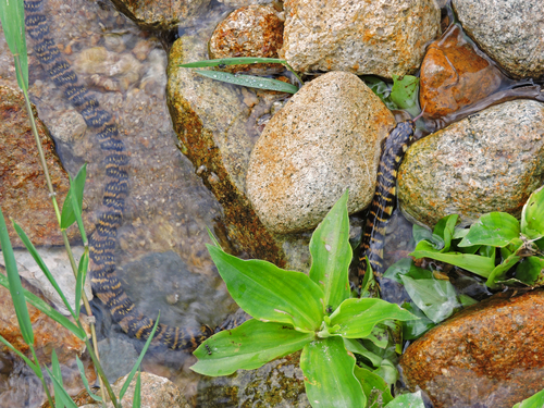 Photo of a Hainanese Stream Snake (Trimerodytes balteatus)