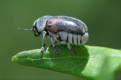 Megalostomis dimidiata