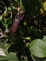 Holonotus laevithorax