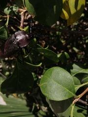 Holonotus laevithorax