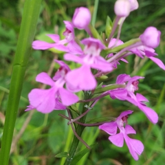 Platanthera peramoena
