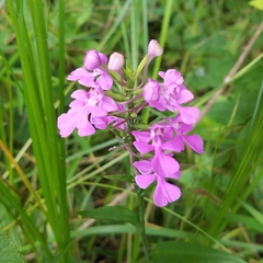 Platanthera peramoena
