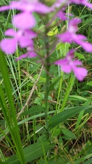 Platanthera peramoena