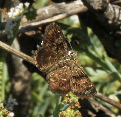 Hesperopsis gracielae
