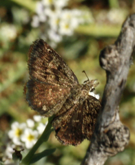 Hesperopsis gracielae