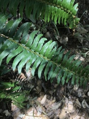 Polystichum imbricans curtum