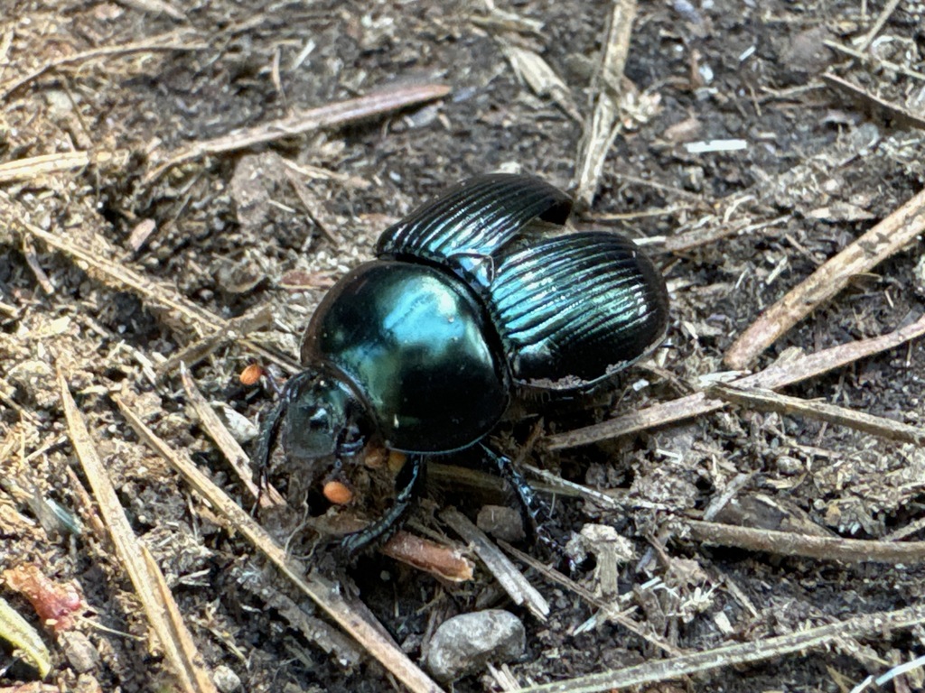 Onthotrupes viridiobscurus