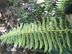 Polystichum imbricans curtum