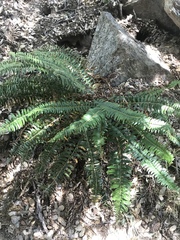 Polystichum imbricans curtum