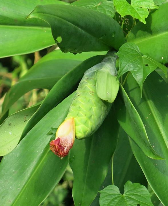 Costus glaucus