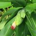 Costus glaucus - Photo (c) Dave Skinner, some rights reserved (CC BY-NC)