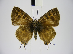 Cigaritis crustaria