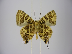 Cigaritis crustaria
