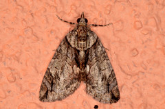 Hydriomena arizonata