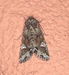 Mamestra configurata