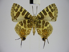 Cigaritis crustaria