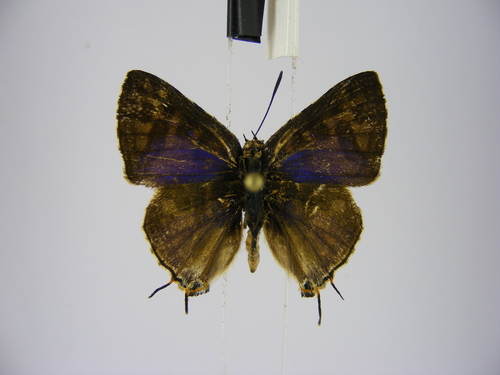 Cigaritis crustaria