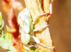 Coniatus splendidulus