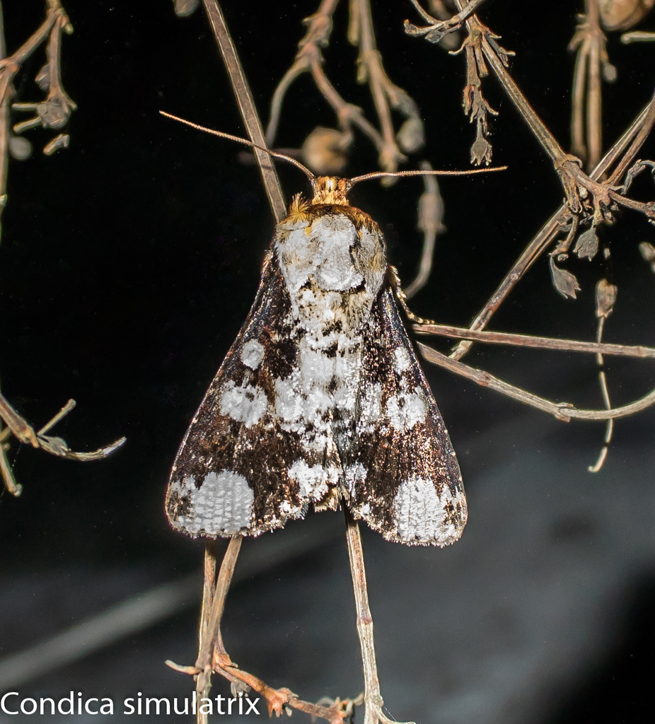 Condica simulatrix