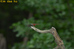 Sympetrum speciosum