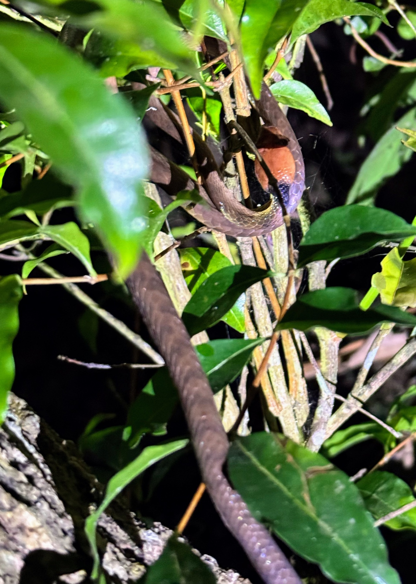 Iaraka Banded Tree Snake photo 2