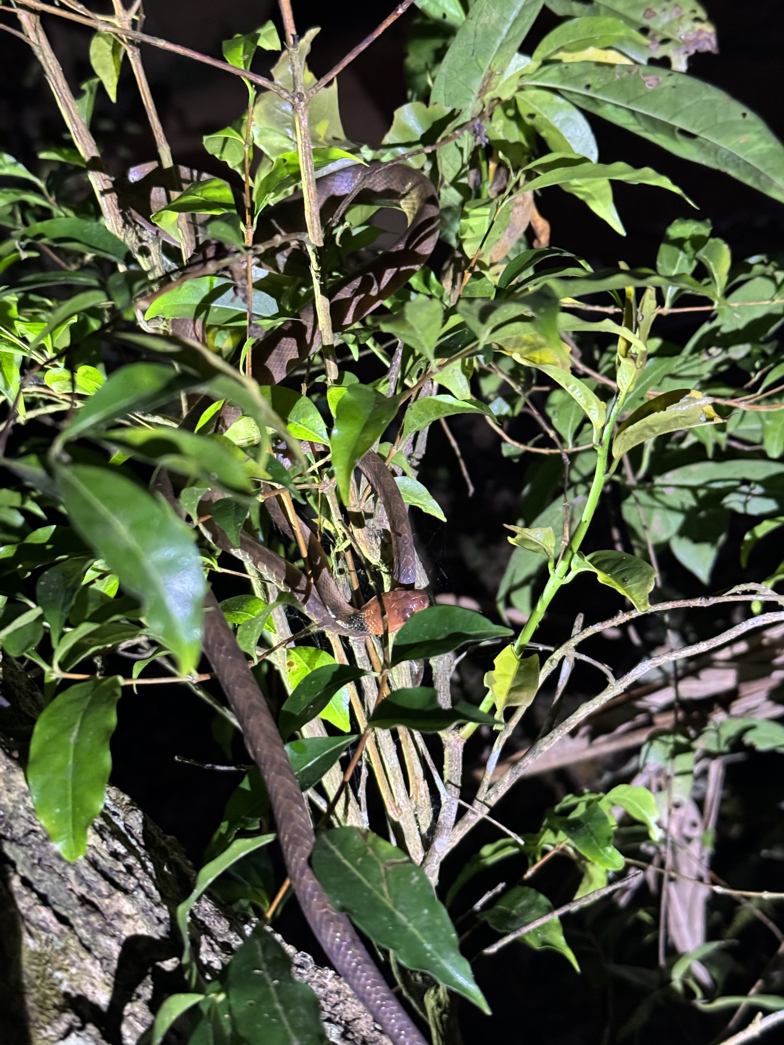Iaraka Banded Tree Snake photo 3