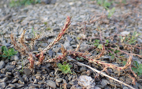 Image of Polycnemum majus by (c) Thomas Gyselinck, some rights reserved (CC BY)