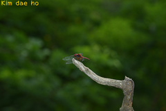 Sympetrum speciosum