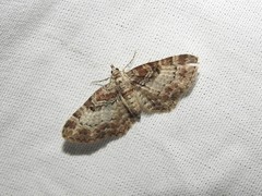 Eupithecia mutata