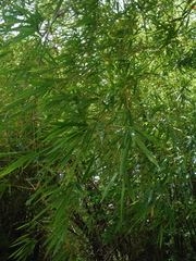 Bambusa vulgaris