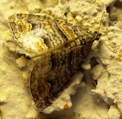 Perizoma custodiata