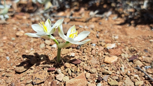 Ornithogalum macrum