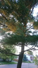 Pinus strobus