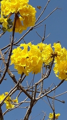 Handroanthus ochraceus