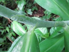 Costus glaucus