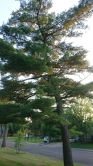 Pinus strobus