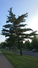 Pinus strobus
