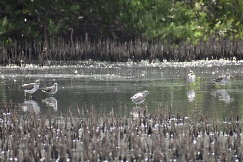Lesser Yellowlegs