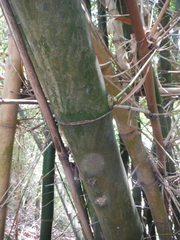 Bambusa vulgaris
