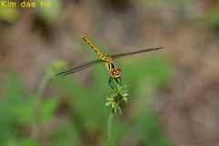 Sympetrum kunckeli