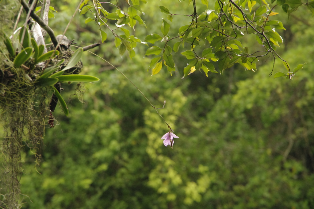 Broughtonia domingensis