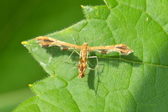 Geina periscelidactylus