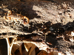 Ephutomorpha quadrisignata