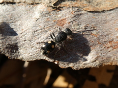Ephutomorpha quadrisignata