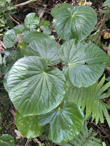 Macropiper latifolium observed 2024-10-26