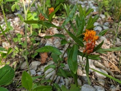 Asclepias tuberosa