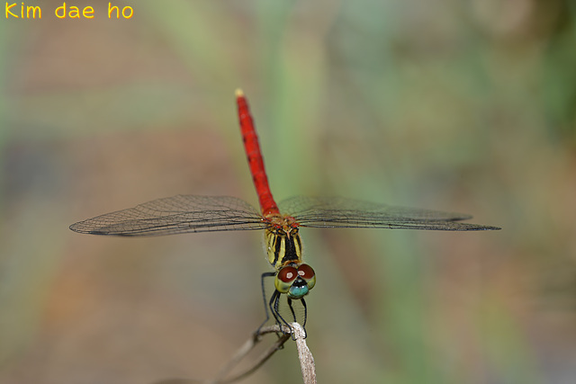赤蜻 小黄赤蜻(Dragonflies of Shanghai 上海的蜻蜓) · iNaturalist