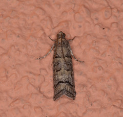 Dioryctria subtracta